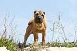 SHAR-PEI 256